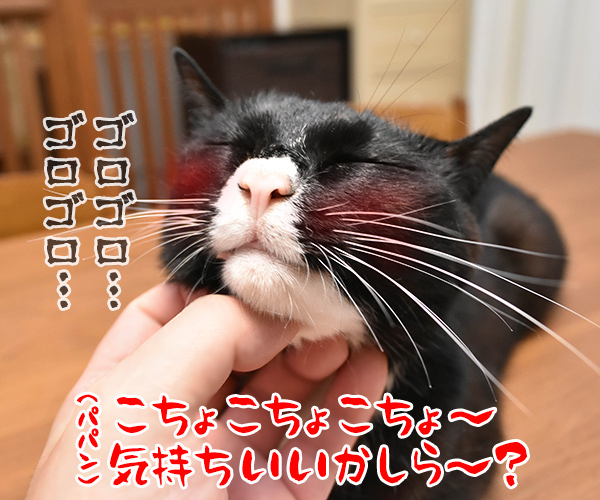 こちょこちょ ゴロゴロ　猫の写真で４コマ漫画　２コマ目ッ