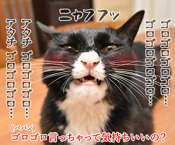 こちょこちょ ゴロゴロ　猫の写真で４コマ漫画　３コマ目ッ