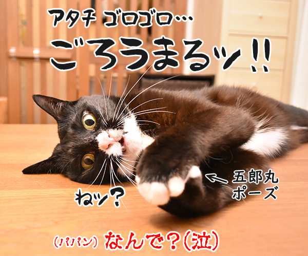 こちょこちょ ゴロゴロ　猫の写真で４コマ漫画　４コマ目ッ