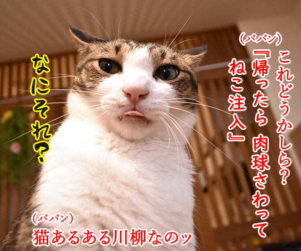 猫あるある川柳を考えてみたよッ　猫の写真で４コマ漫画　１コマ目ッ