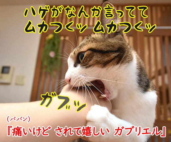 猫あるある川柳を考えてみたよッ　猫の写真で４コマ漫画　２コマ目ッ