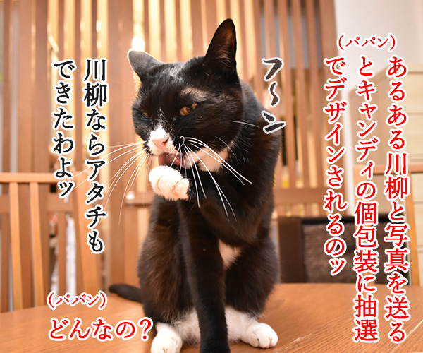 猫あるある川柳を考えてみたよッ　猫の写真で４コマ漫画　３コマ目ッ