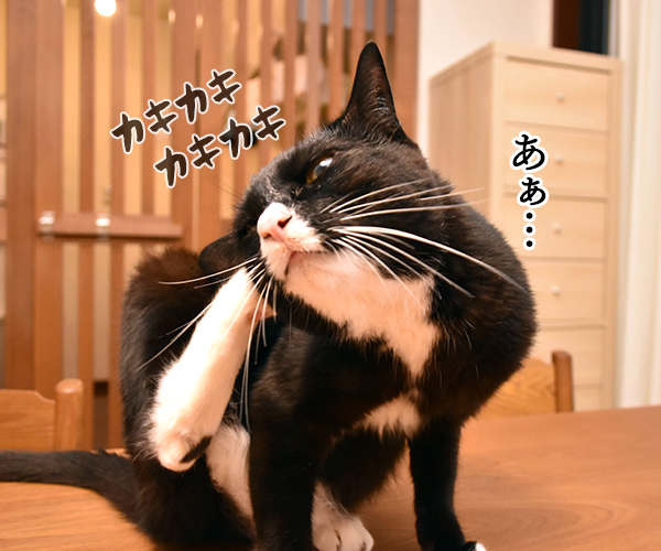 お耳の中がかゆいのよッ　猫の写真で４コマ漫画　２コマ目ッ