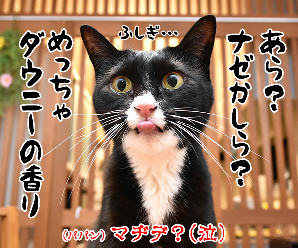 お耳の中がかゆいのよッ　猫の写真で４コマ漫画　４コマ目ッ