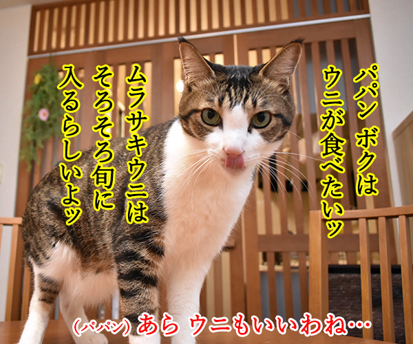 なんだかお寿司な気分なのッ　猫の写真で４コマ漫画　２コマ目ッ