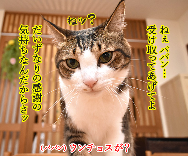 父の日なんて超ウンチョス　猫の写真で４コマ漫画　３コマ目ッ