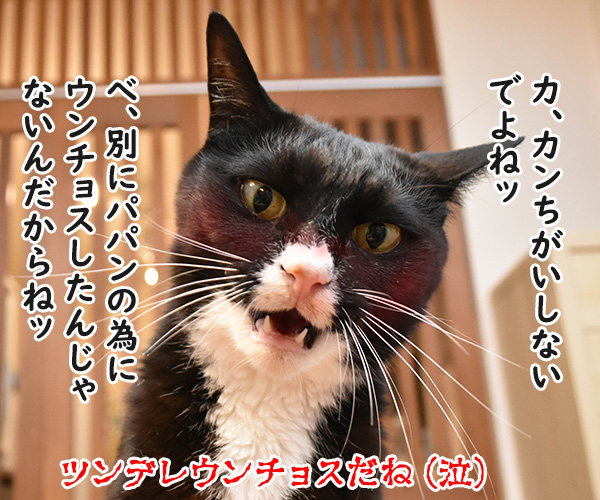 父の日なんて超ウンチョス　猫の写真で４コマ漫画　４コマ目ッ