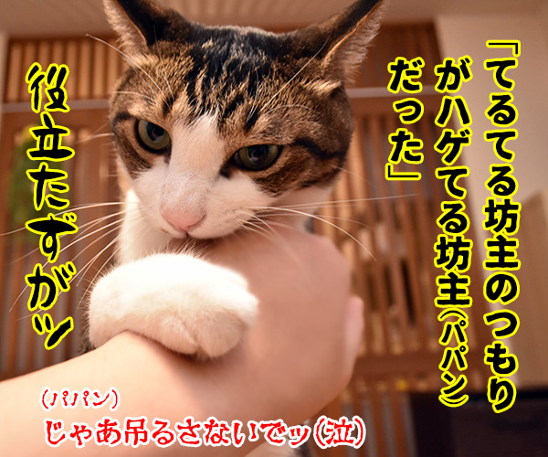 　猫の写真で４コマ漫画　３コマ目ッ