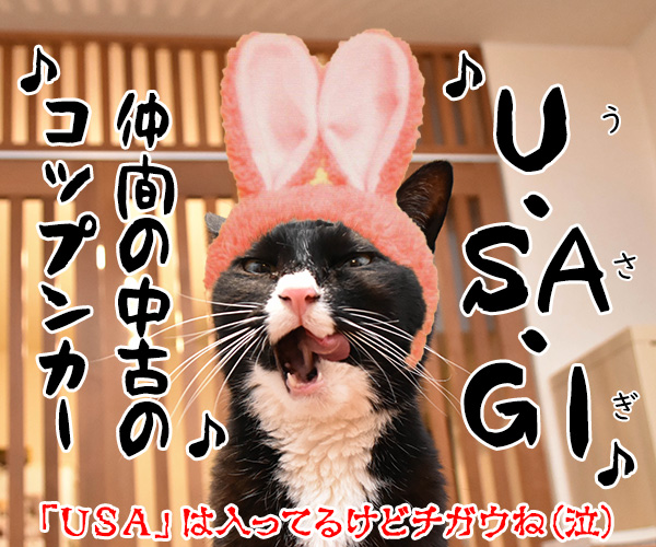 DA PUMPのU.S.Aはダサかっこいいのよッ　猫の写真で４コマ漫画　４コマ目ッ