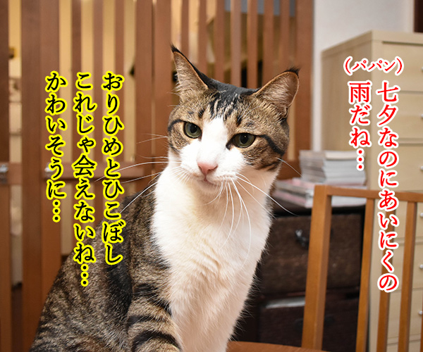 七夕なのにあいにくの雨なの…　猫の写真で４コマ漫画　１コマ目ッ