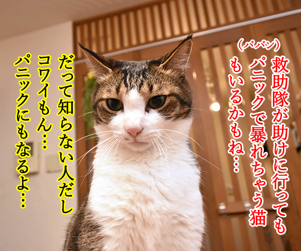 パニック状態のにゃんこにはアレを使うのよッ　猫の写真で４コマ漫画　２コマ目ッ