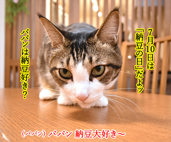 7月10日は『納豆』の日なんですってッ　猫の写真で４コマ漫画　１コマ目ッ