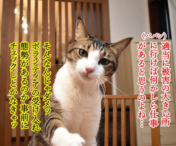 豪雨災害のボランティアに行こうかしら？　猫の写真で４コマ漫画　２コマ目ッ