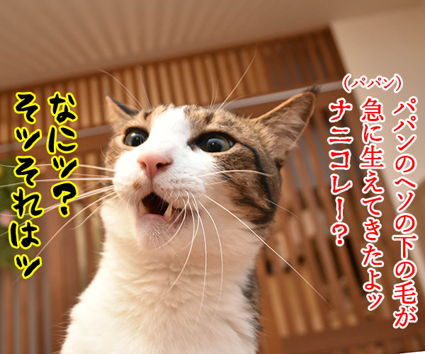 PETomorrowはオモローッ　猫の写真で４コマ漫画　３コマ目ッ