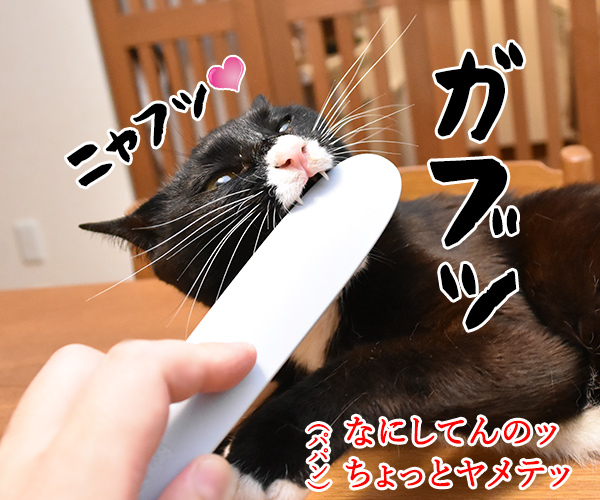 猫さんに大人気の『ねこじゃすり』を買ってみたのッ　猫の写真で４コマ漫画　３コマ目ッ