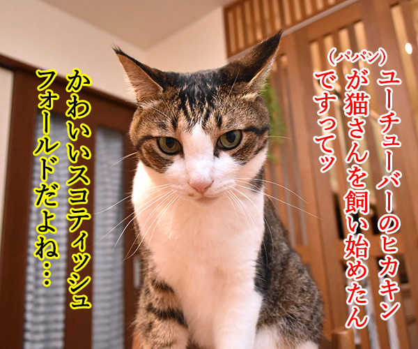 あのヒトが猫を飼い始めたんですってッ　猫の写真で４コマ漫画　１コマ目ッ