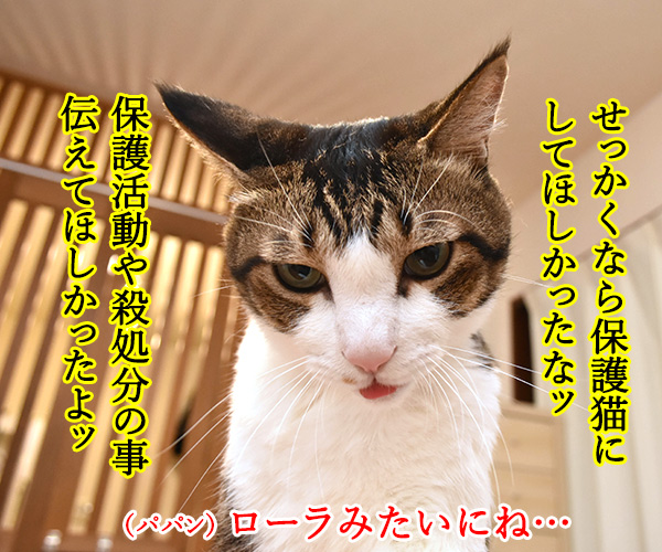 あのヒトが猫を飼い始めたんですってッ　猫の写真で４コマ漫画　２コマ目ッ