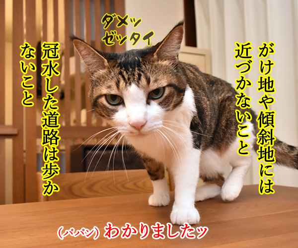 台風接近時にしてはいけないこと　猫の写真で４コマ漫画　２コマ目ッ