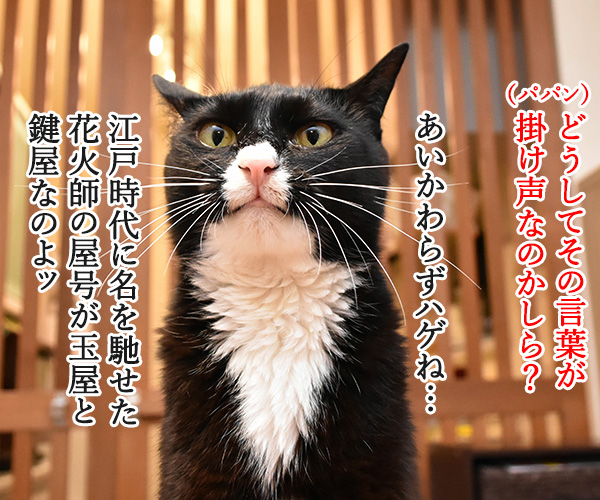 花火が上がった時の掛け声ってどんなだっけ？　猫の写真で４コマ漫画　２コマ目ッ