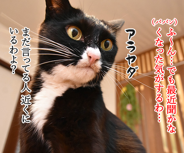 花火が上がった時の掛け声ってどんなだっけ？　猫の写真で４コマ漫画　３コマ目ッ