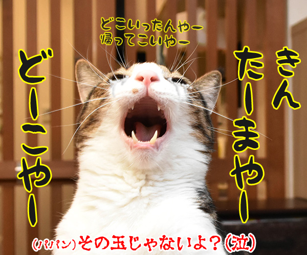 花火が上がった時の掛け声ってどんなだっけ？　猫の写真で４コマ漫画　４コマ目ッ