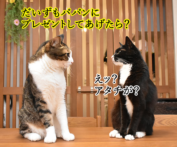 8月2日は何の日かしら？　猫の写真で４コマ漫画　２コマ目ッ