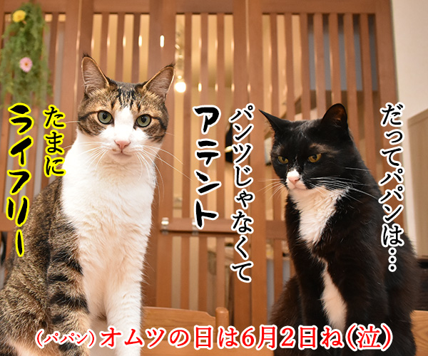 8月2日は何の日かしら？　猫の写真で４コマ漫画　４コマ目ッ