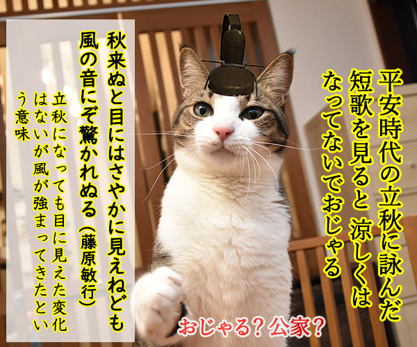 立秋なのにぜんぜん秋じゃないのよッ　猫の写真で４コマ漫画　３コマ目ッ