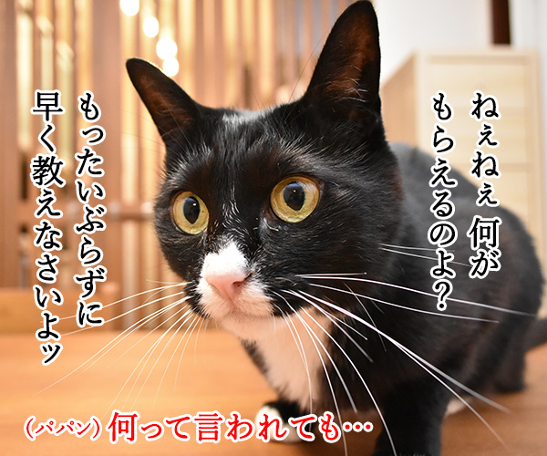 今日限定でステキなプレゼントがもらえる『○○○の日』　猫の写真で４コマ漫画　２コマ目ッ