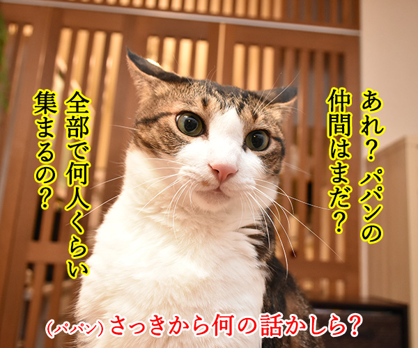 今日限定でステキなプレゼントがもらえる『○○○の日』　猫の写真で４コマ漫画　３コマ目ッ