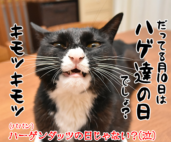 今日限定でステキなプレゼントがもらえる『○○○の日』　猫の写真で４コマ漫画　４コマ目ッ