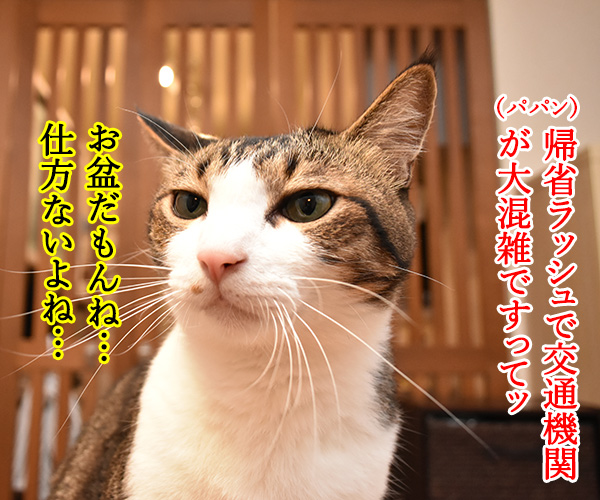 帰省ラッシュで大混雑なのッ　猫の写真で４コマ漫画　１コマ目ッ