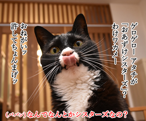 アタチはおかわりシスターズだから　猫の写真で４コマ漫画　２コマ目ッ