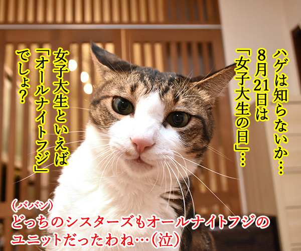 アタチはおかわりシスターズだから　猫の写真で４コマ漫画　３コマ目ッ