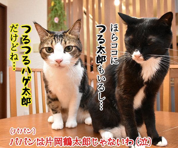 アタチはおかわりシスターズだから　猫の写真で４コマ漫画　４コマ目ッ