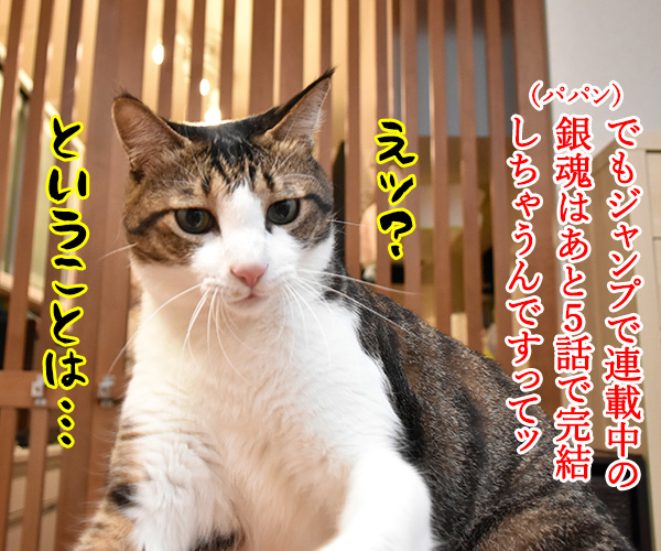 漫画「銀魂」が最終回まで残り5話なんですってッ　猫の写真で４コマ漫画　３コマ目ッ