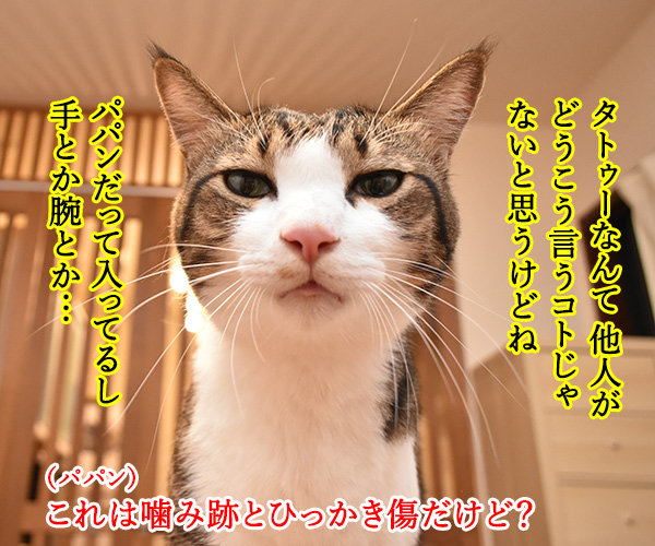 りゅうちぇるのタトゥーに賛否両論なのよッ　猫の写真で４コマ漫画　２コマ目ッ