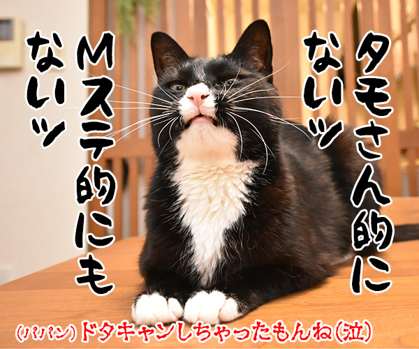 りゅうちぇるのタトゥーに賛否両論なのよッ　猫の写真で４コマ漫画　４コマ目ッ