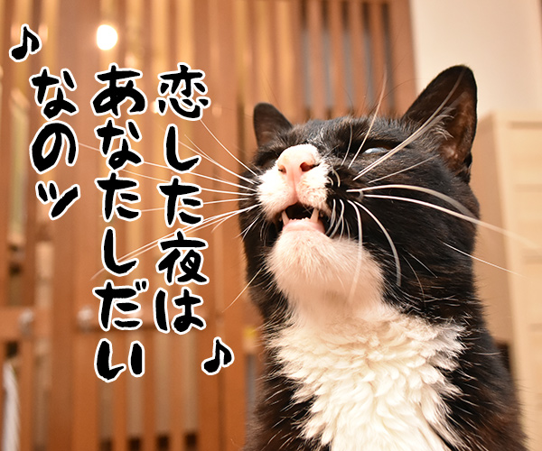 ♪うわさを信じちゃいけないよッ　猫の写真で４コマ漫画　２コマ目ッ