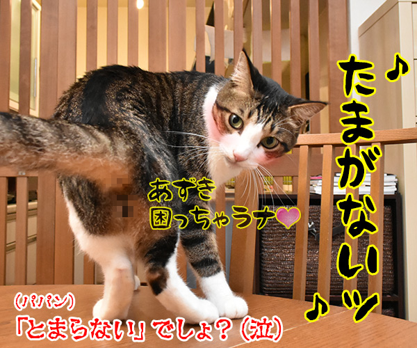 ♪うわさを信じちゃいけないよッ　猫の写真で４コマ漫画　４コマ目ッ