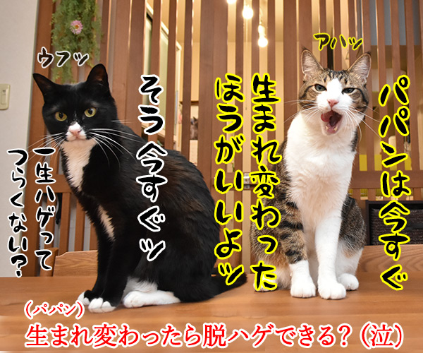 ポケットビスケッツが一夜限りの復活なんですってッ　猫の写真で４コマ漫画　４コマ目ッ