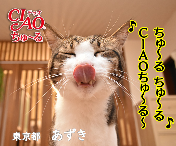 ちゅ～るのCMみたいな４コマなのよッ　猫の写真で４コマ漫画　１コマ目ッ