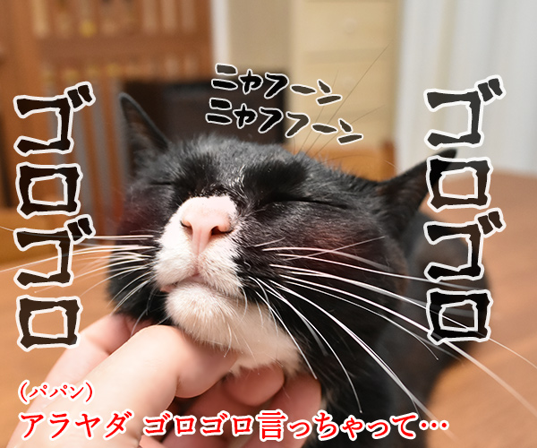 猫さんのゴロゴロはかわいいカミナリなのッ　猫の写真で４コマ漫画　１コマ目ッ