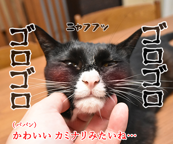 猫さんのゴロゴロはかわいいカミナリなのッ　猫の写真で４コマ漫画　２コマ目ッ