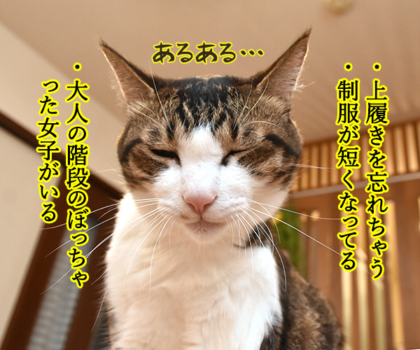 パパンの夏休み明け学校あるあるは？　猫の写真で４コマ漫画　２コマ目ッ