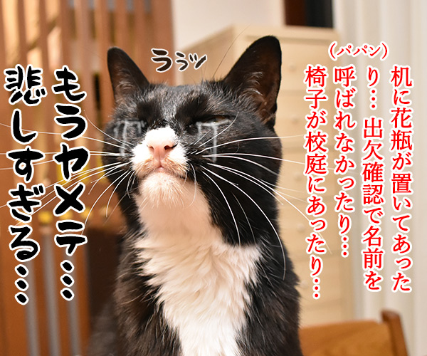 パパンの夏休み明け学校あるあるは？　猫の写真で４コマ漫画　４コマ目ッ