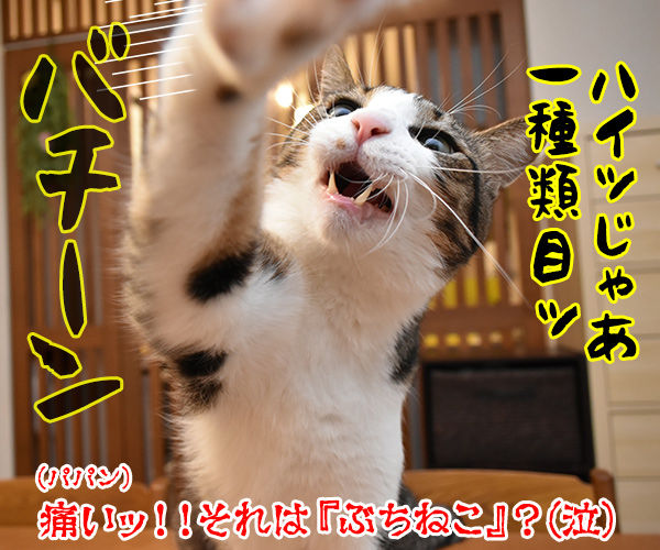 ハロウィンふちねこ 全種類集めなくっちゃッ　猫の写真で４コマ漫画　２コマ目ッ