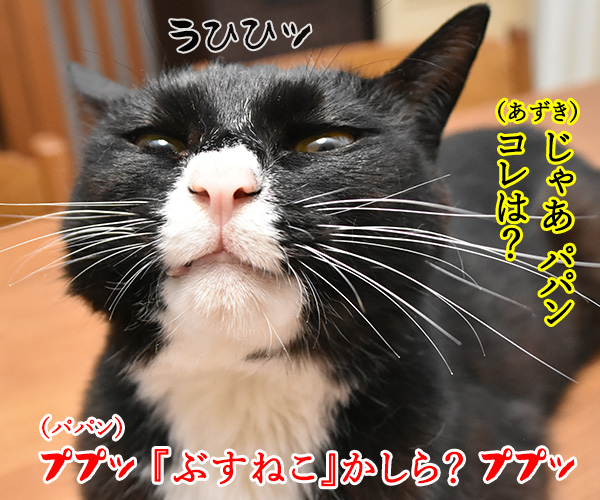 ハロウィンふちねこ 全種類集めなくっちゃッ　猫の写真で４コマ漫画　３コマ目ッ