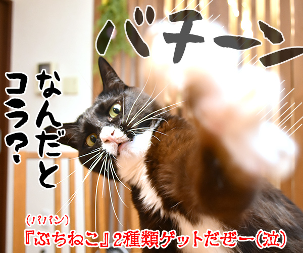 ハロウィンふちねこ 全種類集めなくっちゃッ　猫の写真で４コマ漫画　４コマ目ッ