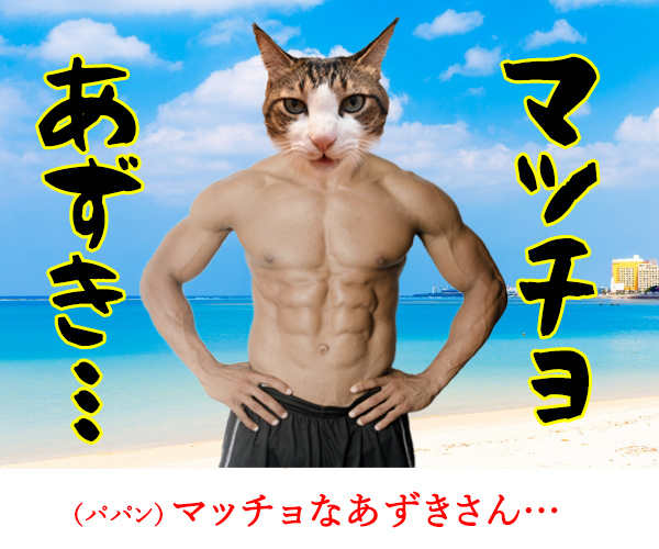 ハーゲンダッツから新しい「ジャポネシリーズ」が発売されるんですってッ　猫の写真で４コマ漫画　３コマ目ッ